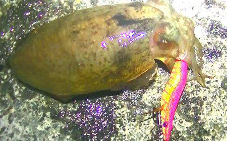 焼津港は太刀魚！カマスも好調